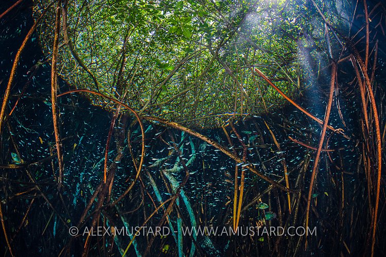 Sheltering In Mangroves. Mexico