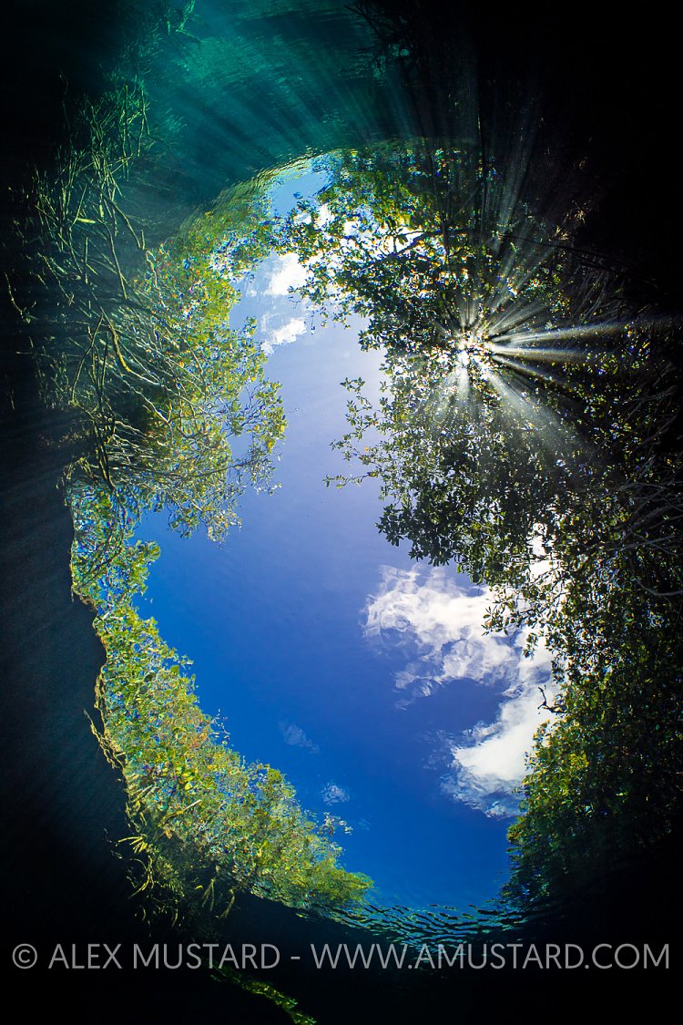 Dappled Light In Mangrove Forest. Mexico
