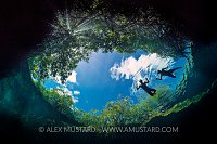 Swimming Beneath Trees. Mexico