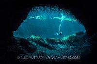 A diver (Cesar Augusto Alejos) viewed through the opening of a freshwater cenote (or limestone sinkhole) with mangrove roots hanging down. Casa Cenote, Tulum, Quintana Roo Yucatan, Mexico.