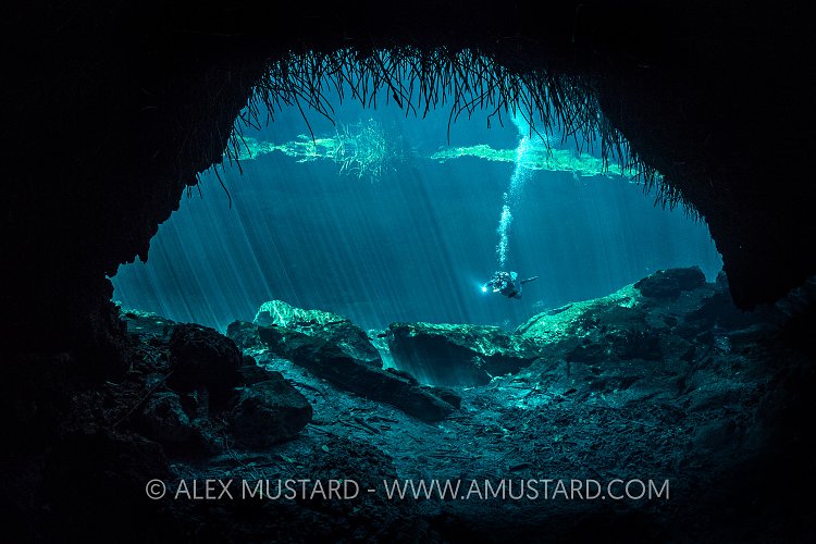 A diver (Cesar Augusto Alejos) viewed through the opening of a freshwater cenote (or limestone sinkhole) with mangrove roots hanging down. Casa Cenote, Tulum, Quintana Roo Yucatan, Mexico.