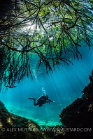 Diver Swims Beneath Mangroves. Mexico