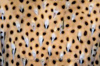 Goby Cleaning Puffer. Cayman Islands