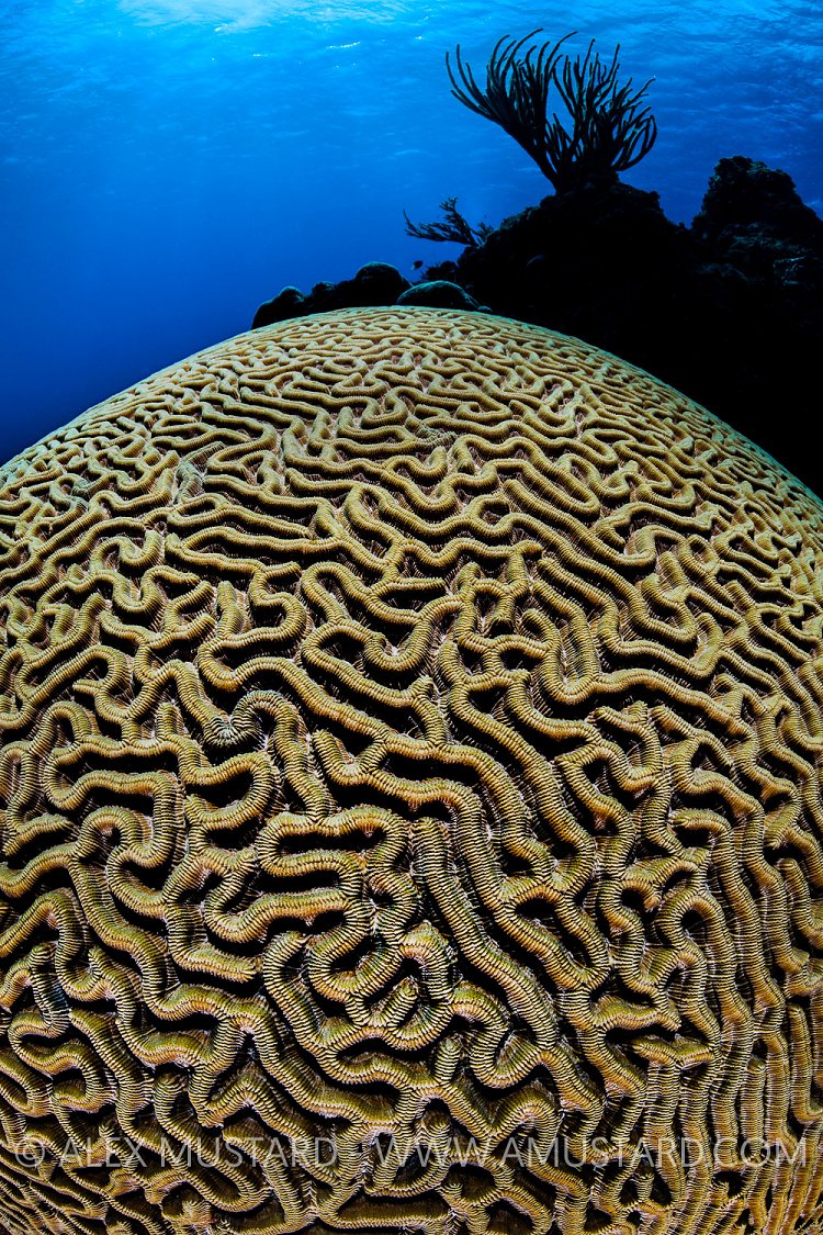 Brain Coral On Reef. Cayman Islands