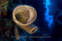 Coral Shrimp In Sponge. Cayman Islands