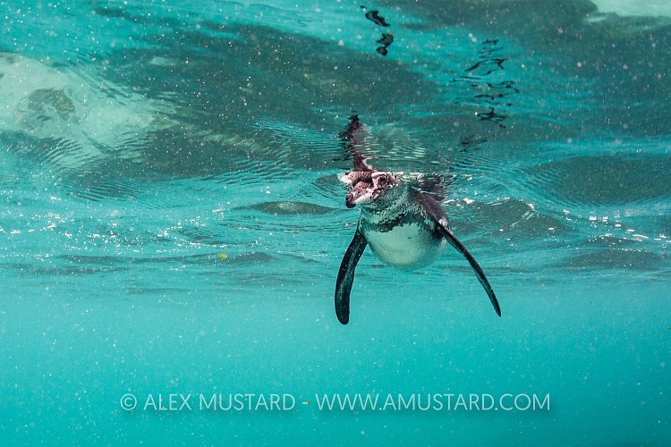 Penguin In The Tropics. Galapagos