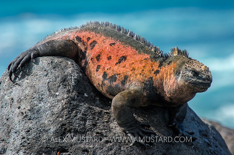 Basking Marine Iguana. Galapagos