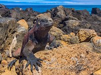 Christmas Iguana. Galapagos