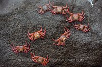 Crab Formation. Galapagos