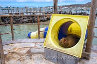 Sealion In Slide. Galapagos