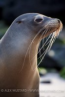 A female Galápagos sea lion (Zalophus wollebaeki) on the beach in late afternoon. San Cristobal Island, Galapagos Islands, Ecuador. Tropical East Pacific Ocean.