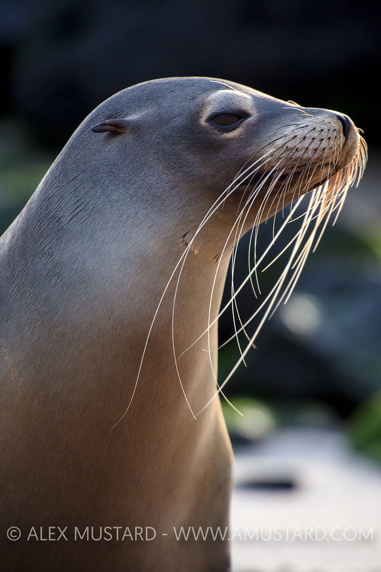 A female Galápagos sea lion (Zalophus wollebaeki) on the beach in late afternoon. San Cristobal Island, Galapagos Islands, Ecuador. Tropical East Pacific Ocean.
