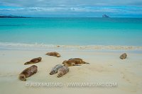 Sealions Asleep. Galapagos