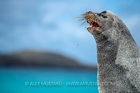 Male Sealion Being Territoiral. Galapagos