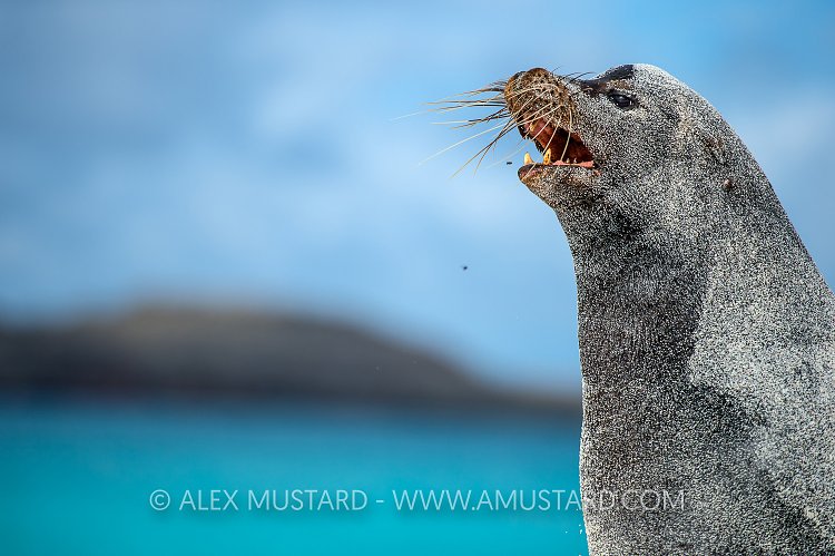 Male Sealion Being Territoiral. Galapagos