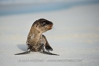 Sealion Pup. Galapagos