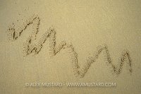 Crab Feeding On Beach. Galapagos