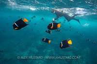 Schooling Angelfish. Galapagos