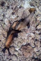 Sealion Tussle. Galapagos