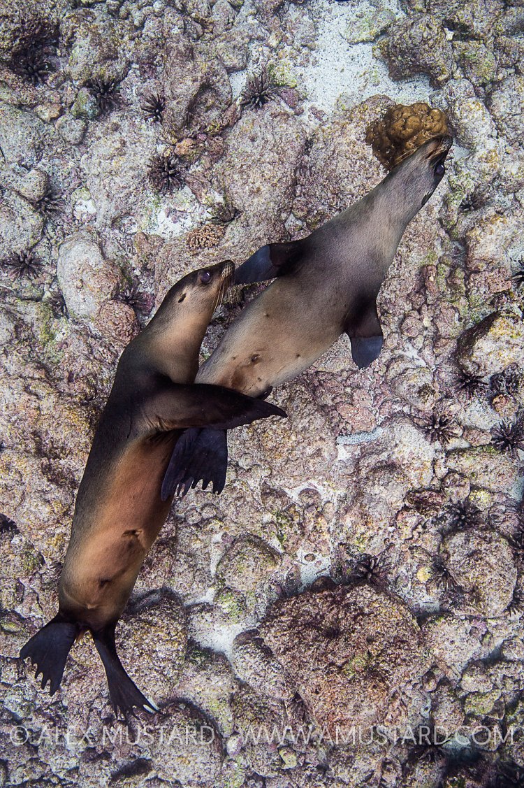 Sealion Tussle. Galapagos