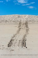 Turtle Nest. Galapagos