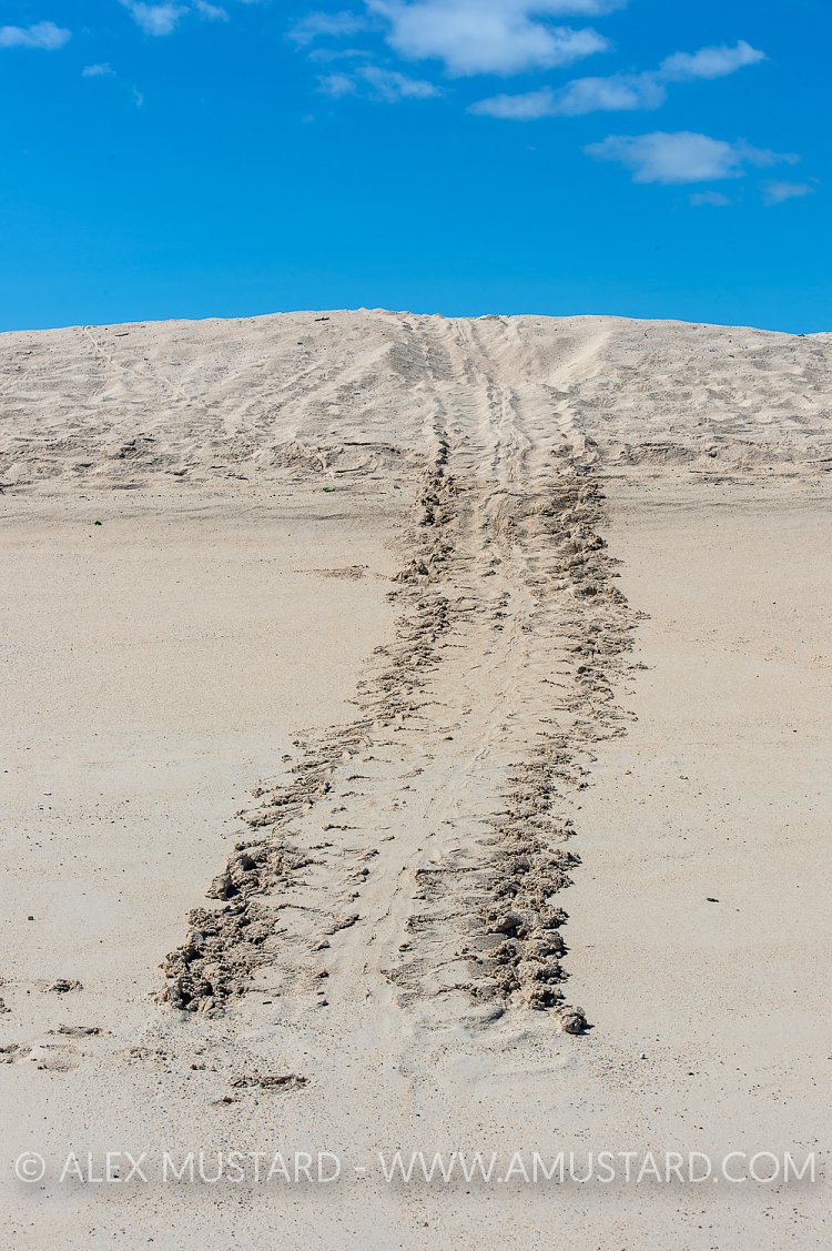 Turtle Nest. Galapagos