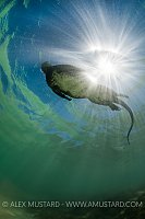 Marine Iguana Swimming. Galapagos