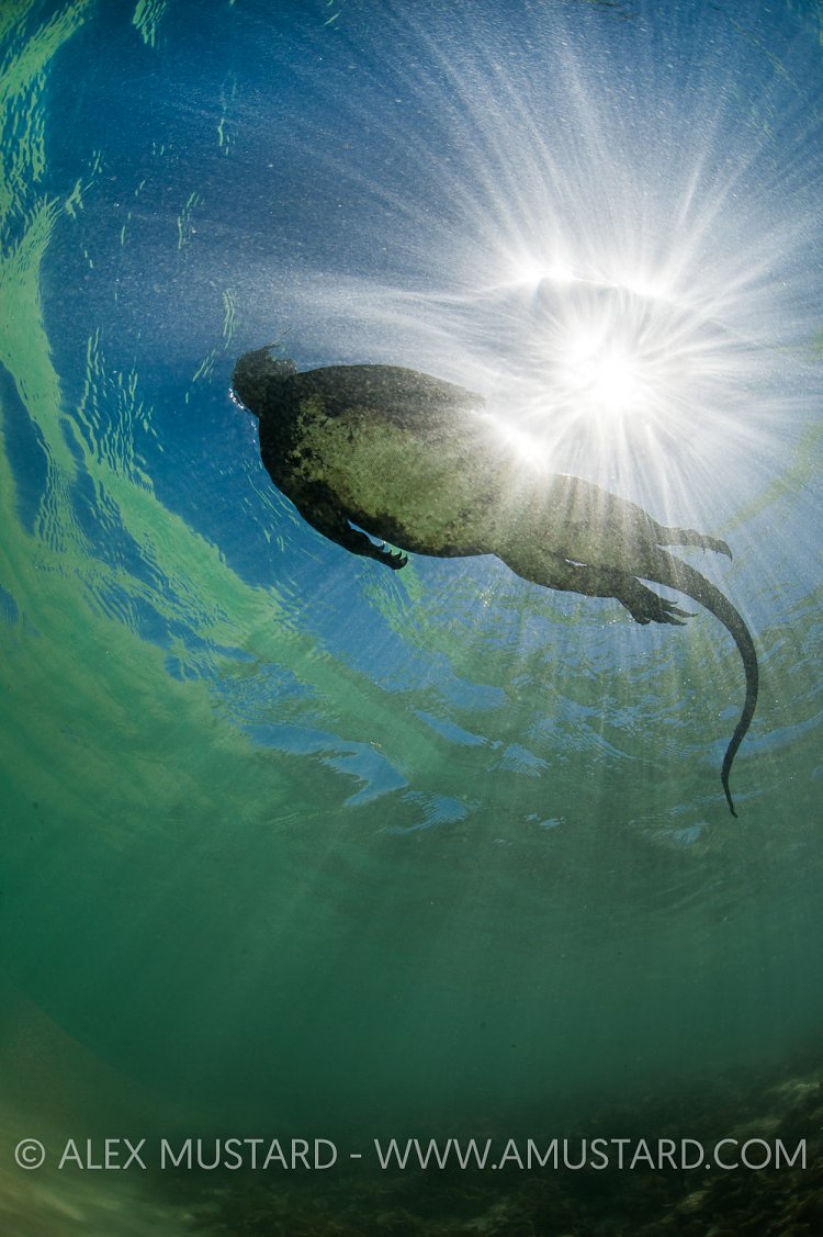 Marine Iguana Swimming. Galapagos