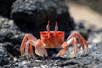 Ghost Crab Pose. Galapagos