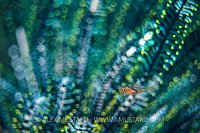 Cardinal Bokeh. Indonesia