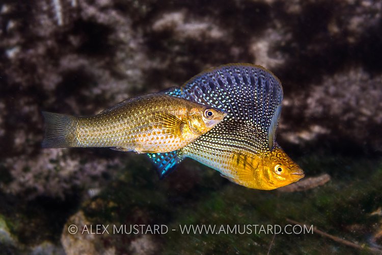 Sailfin Molly Courtship. Mexico