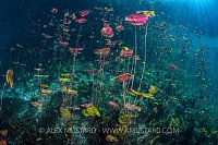 Waterlilies In Cenote. Mexico