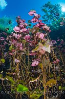 Waterlilies Grown Towards Surface. Mexico