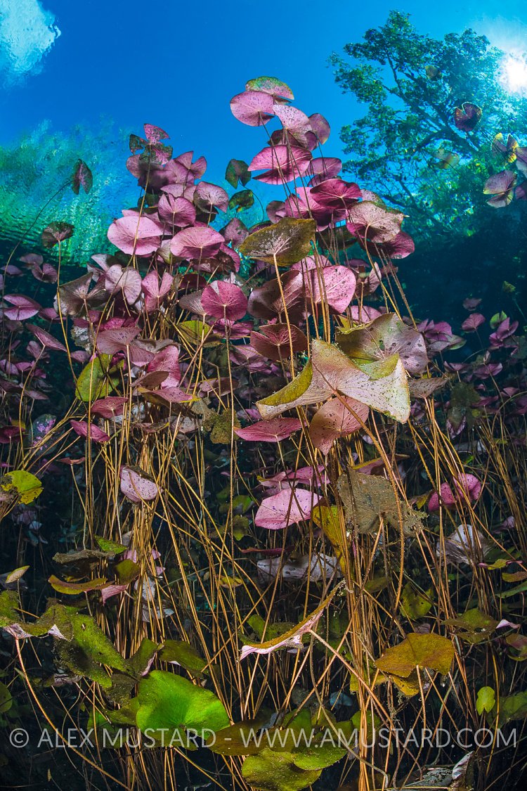 Waterlilies Grown Towards Surface. Mexico