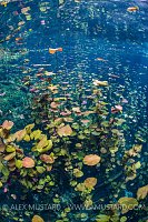 Waterlilies In Cenote. Mexico