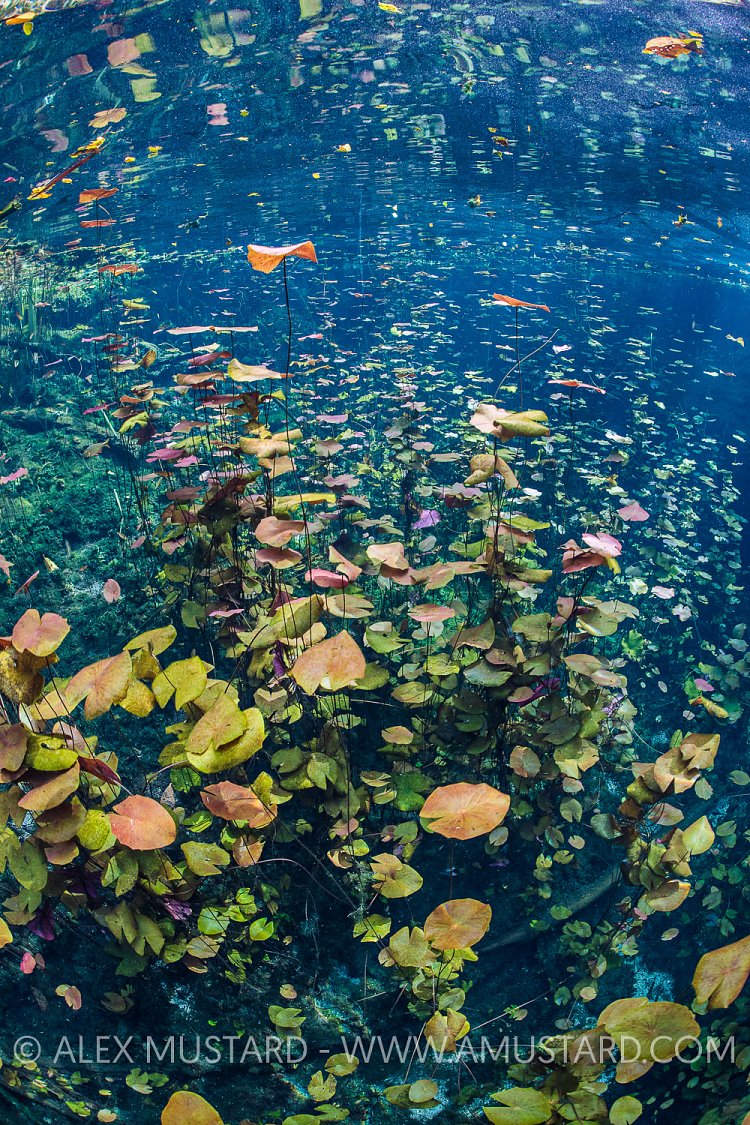 Waterlilies In Cenote. Mexico