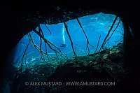 Diver In Cenote. Mexico