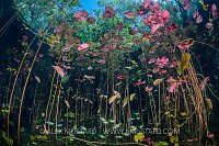 Fish Amongst Waterlilies. Mexico