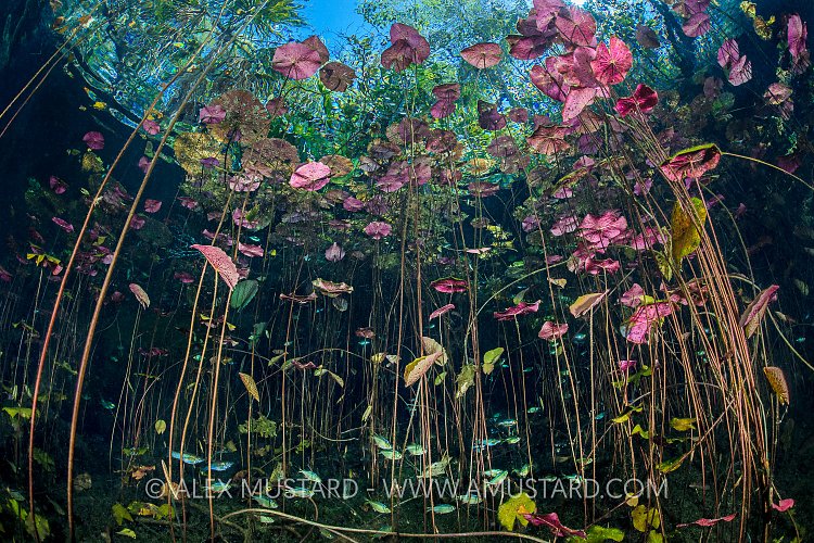 Fish Amongst Waterlilies. Mexico
