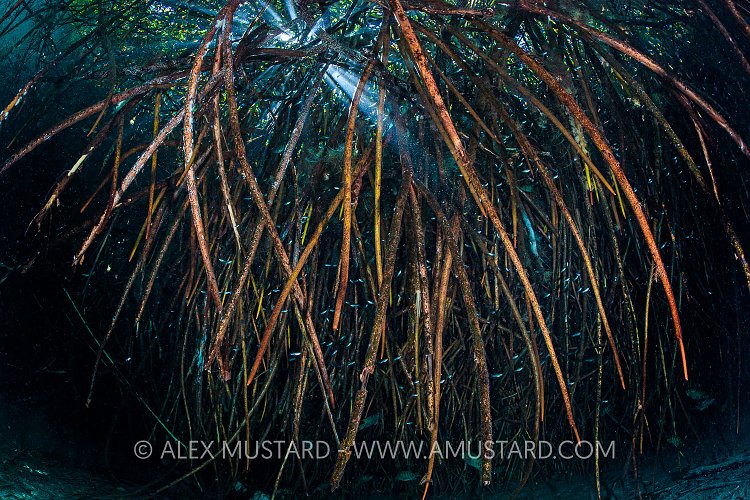 Mangrove Roots Shelter. Mexico