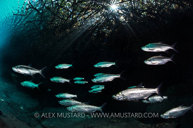Tarpon In Mangrove. Mexico