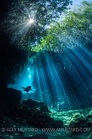 Diver Swims Beneath Mangroves. Mexico