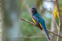 Colourful Trogon Bird. Mexico