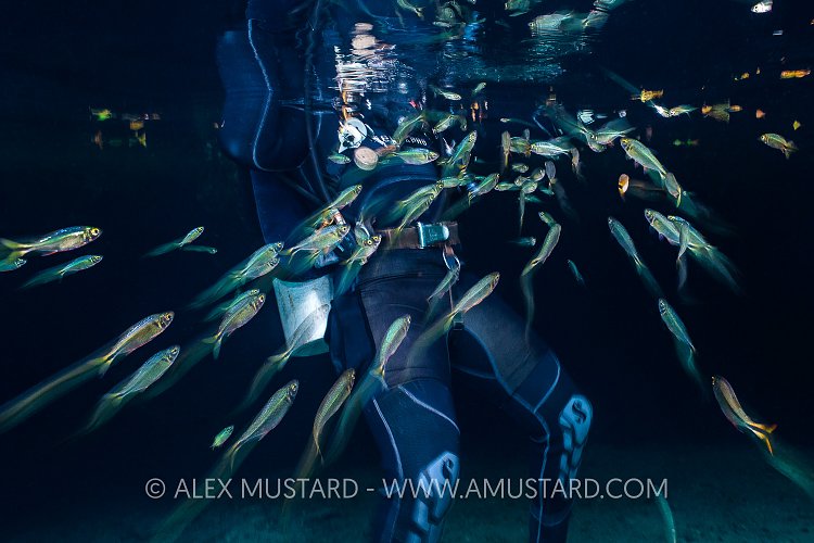 Tetra Attack. Mexico