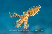 Blue Ring Swim. Philippines