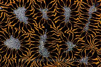 Detail Of Tunicate. Philippines