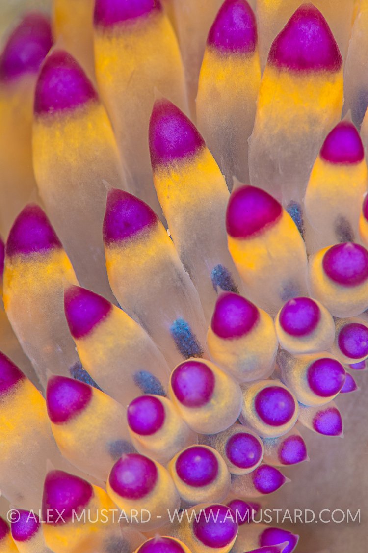 Nudibranch Patterns. Philippines