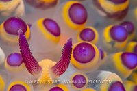 Nudibranch Detail. Philippines