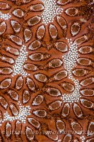 Detail Of Tunicate. Philippines