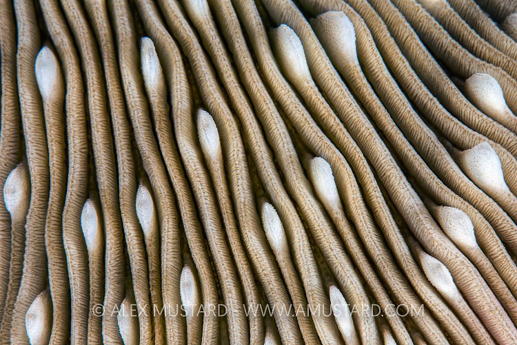 Mushroom Coral. Egypt